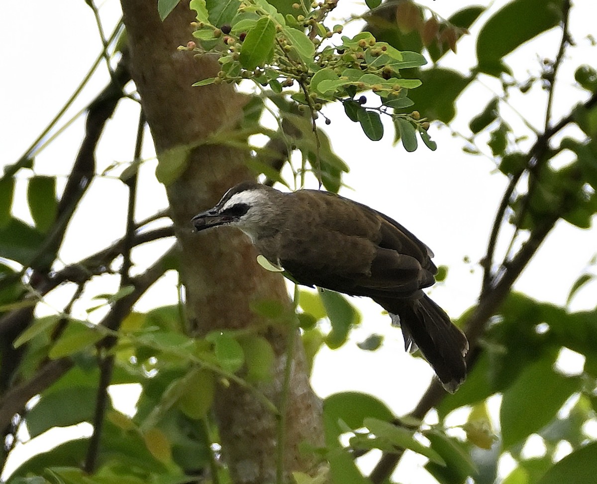 Yellow-vented Bulbul - ML643924286