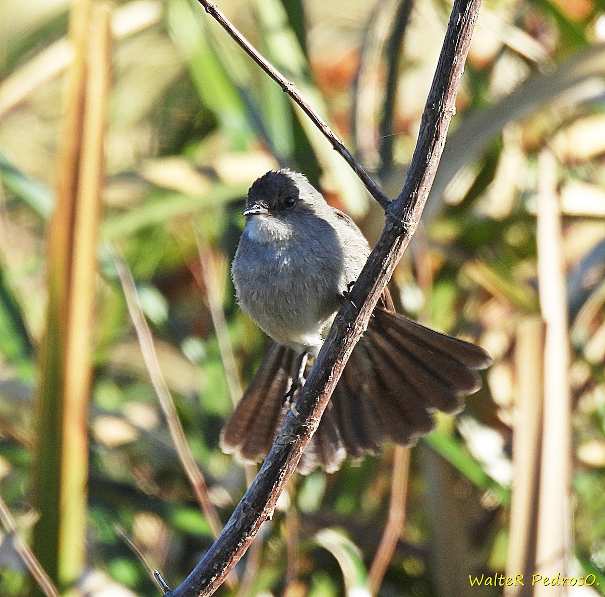 Sooty Tyrannulet - ML643924300