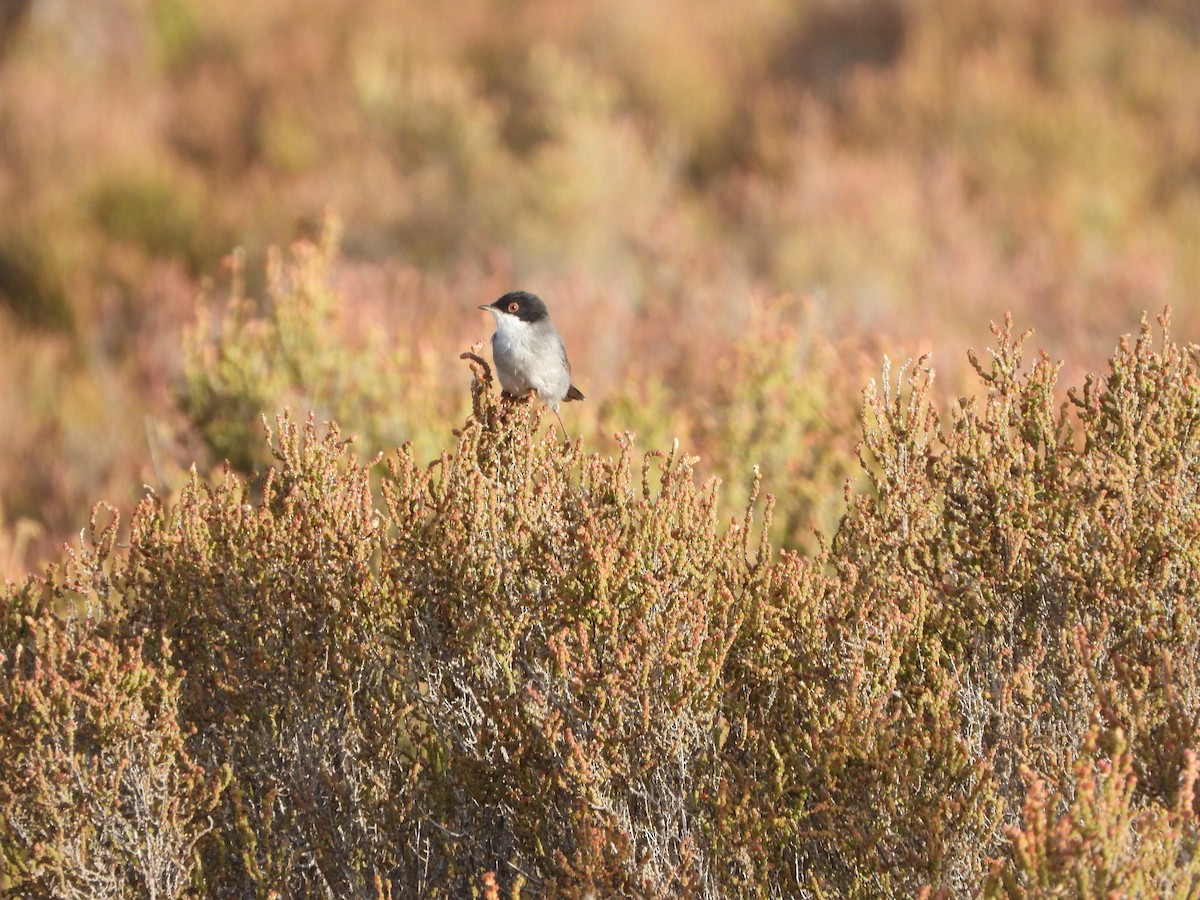 Sardinian Warbler - ML643924315