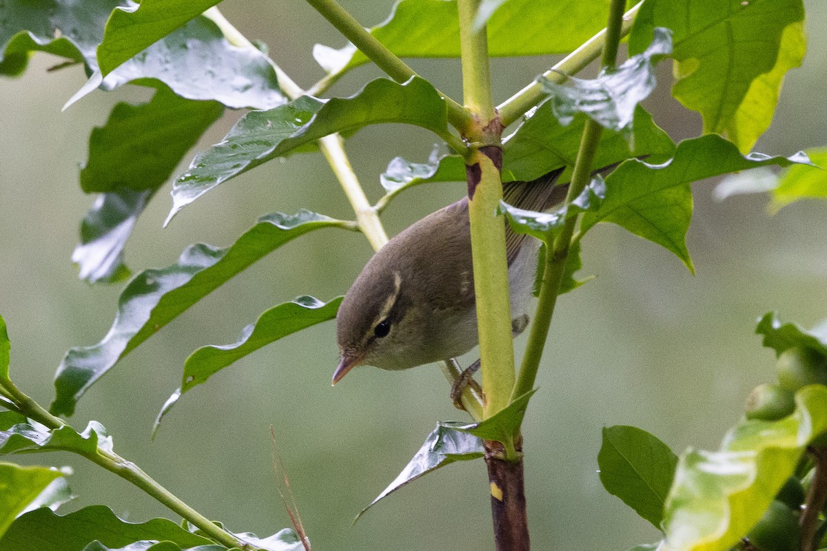 Вівчарик амурський - ML643924320