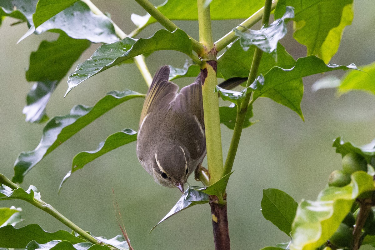 Вівчарик амурський - ML643924321