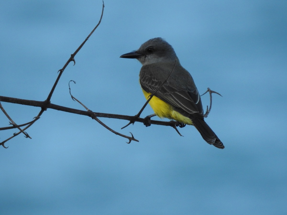 Tropical Kingbird - ML643924325