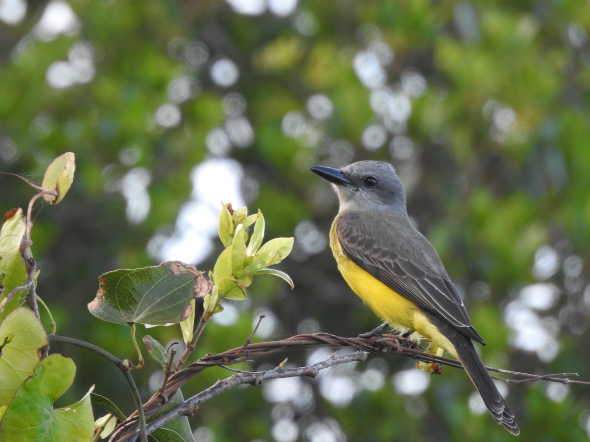 Tropical Kingbird - ML643924327