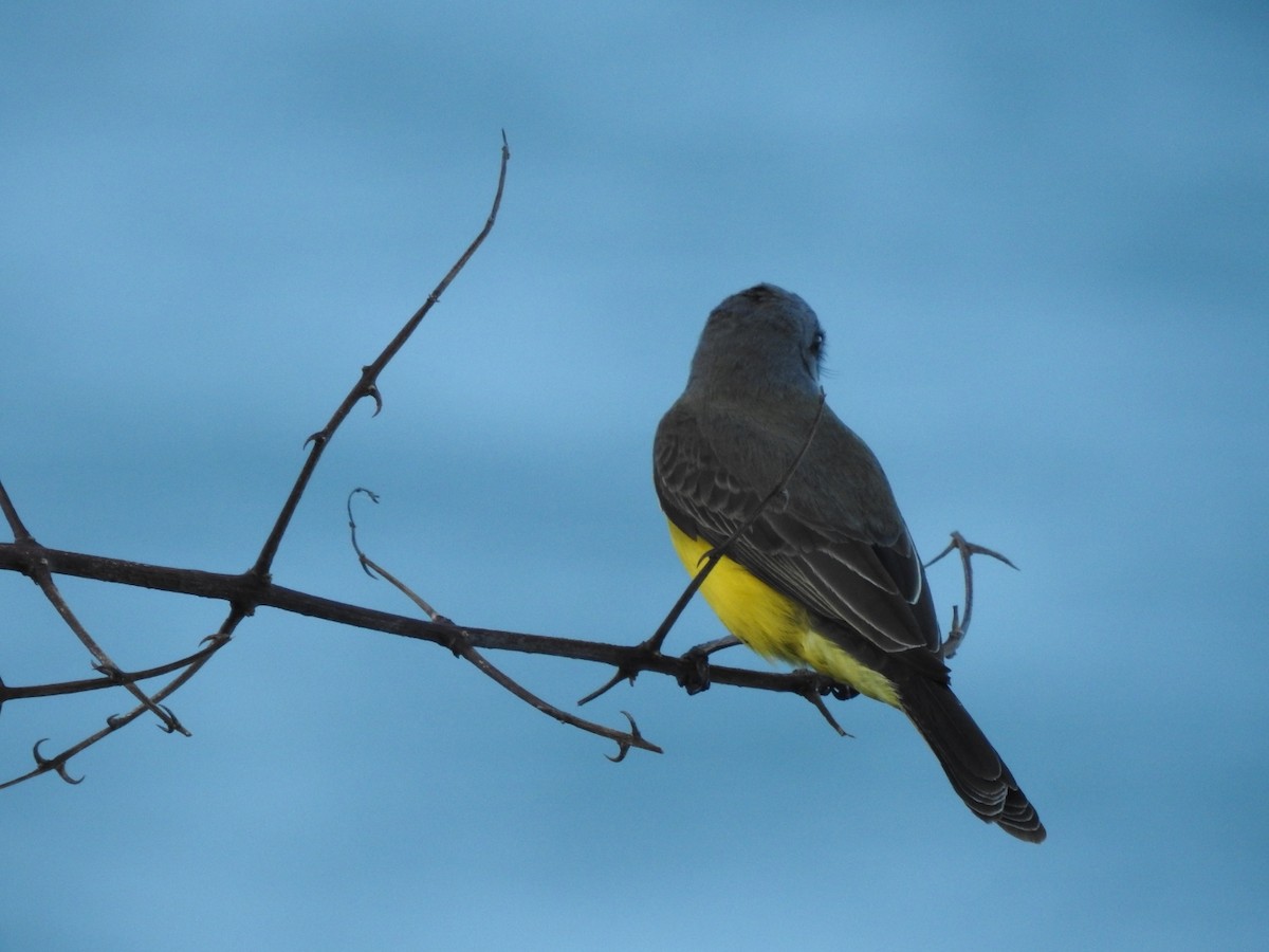 Tropical Kingbird - ML643924330