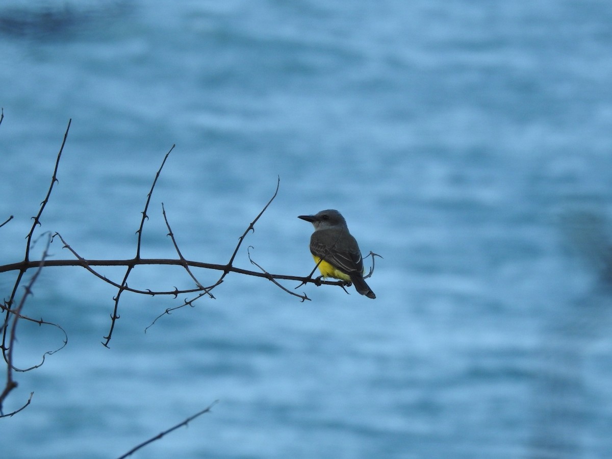 Tropical Kingbird - ML643924331