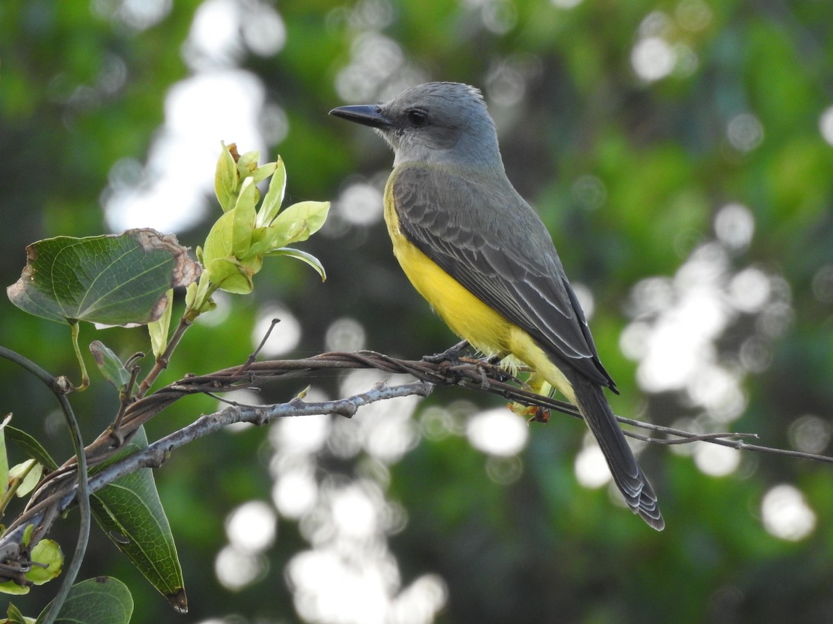Tropical Kingbird - ML643924332