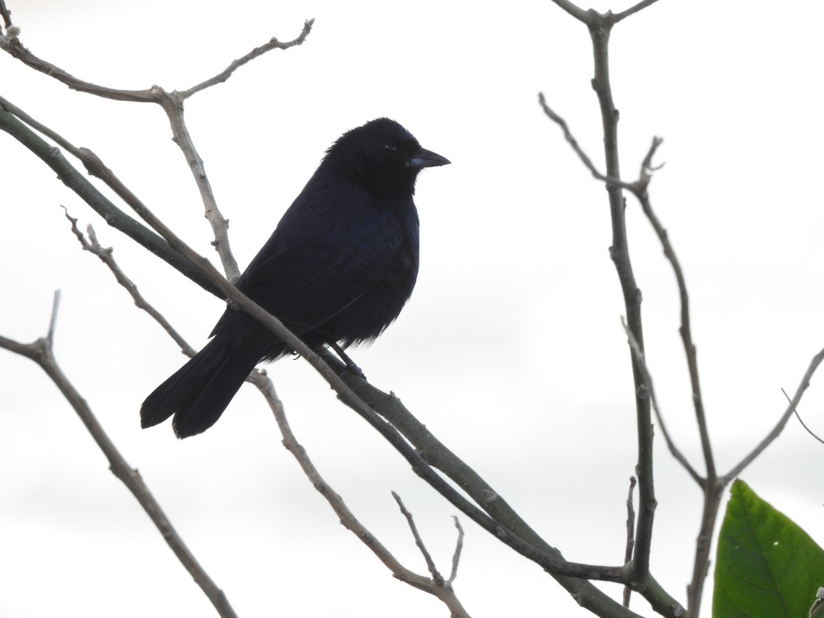 Ruby-crowned Tanager - ML643924353