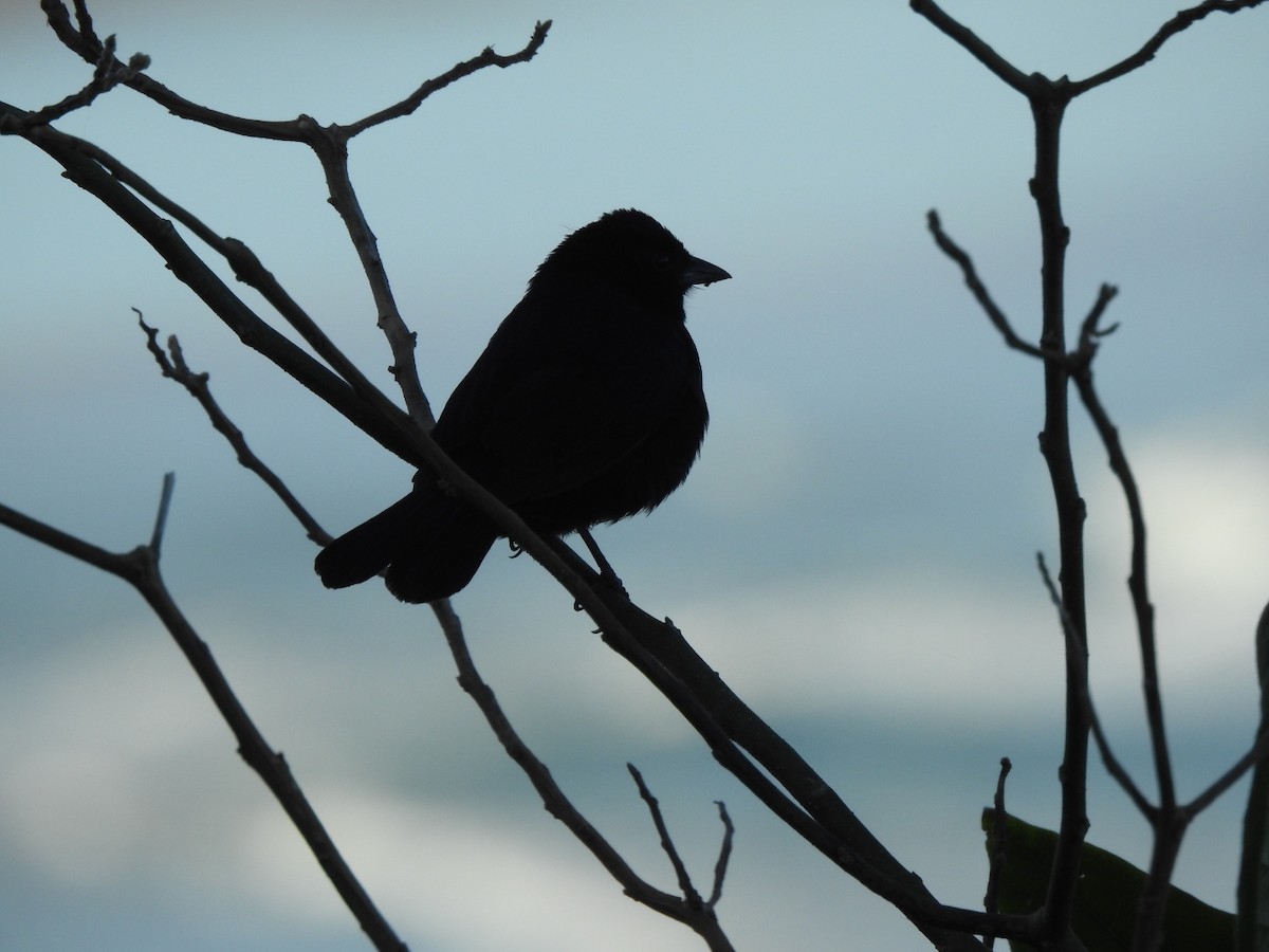 Ruby-crowned Tanager - ML643924354