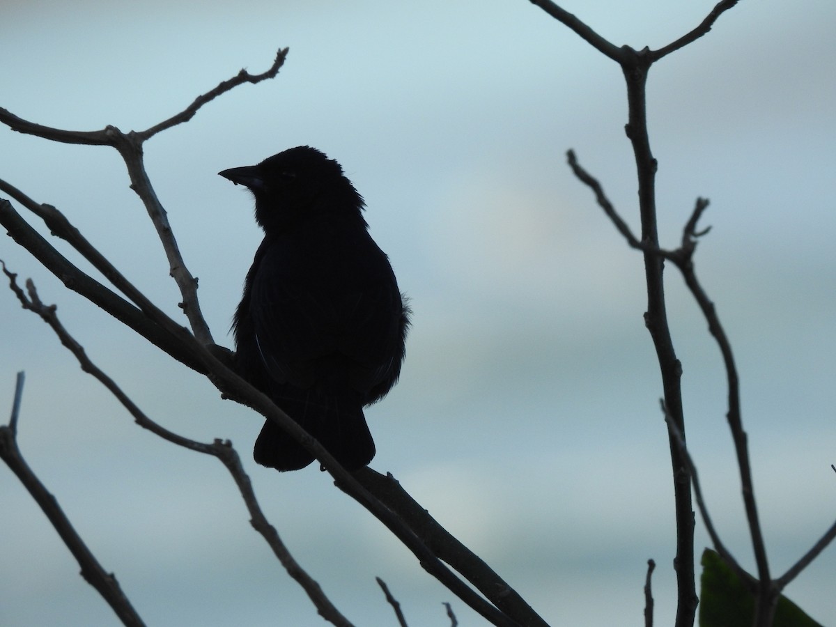 Ruby-crowned Tanager - ML643924356