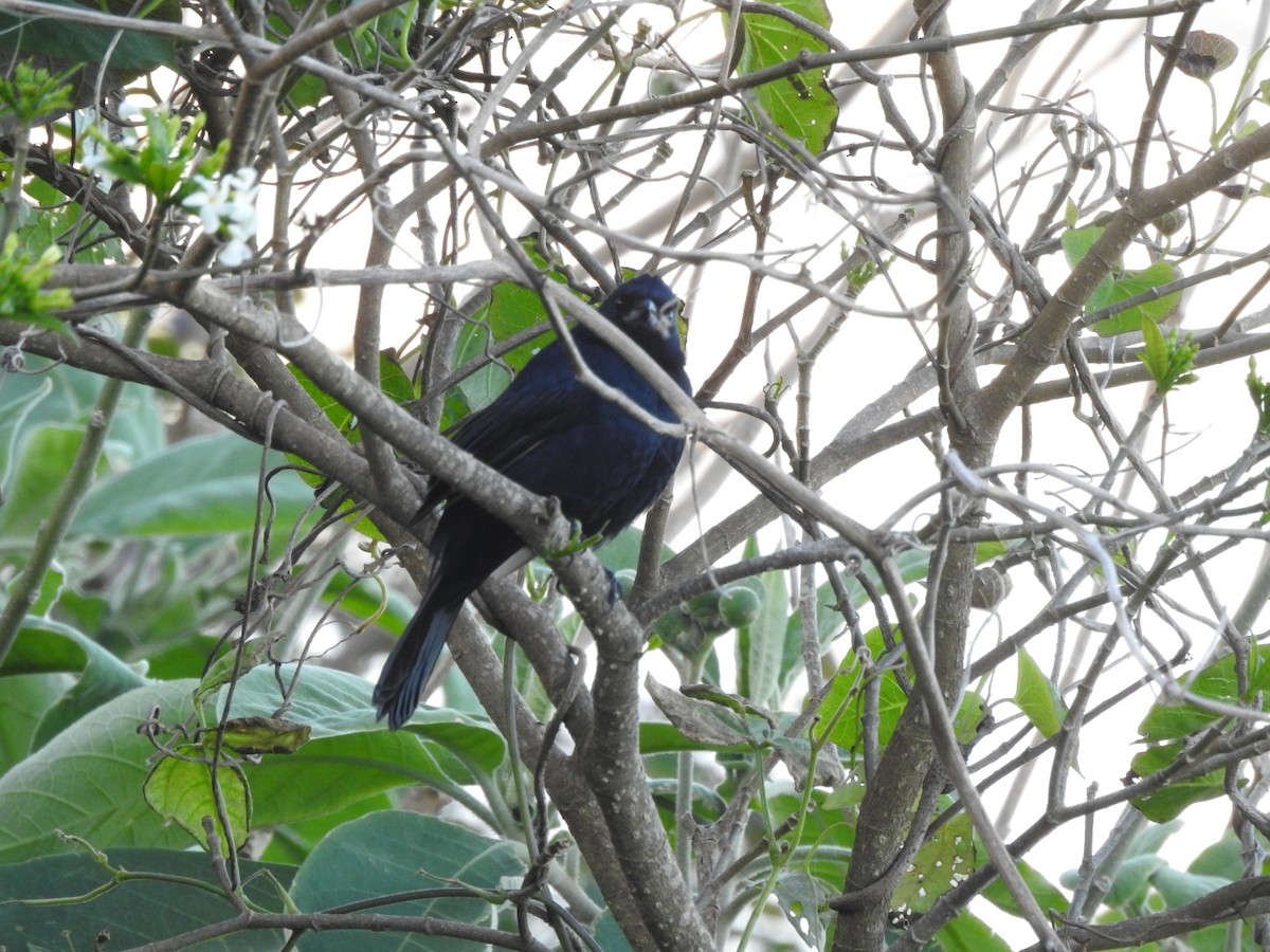 Ruby-crowned Tanager - ML643924358