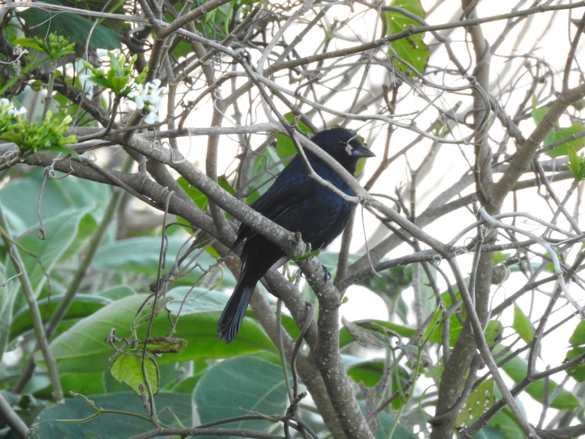 Ruby-crowned Tanager - ML643924359