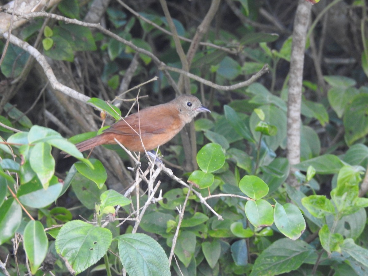 Ruby-crowned Tanager - ML643924360
