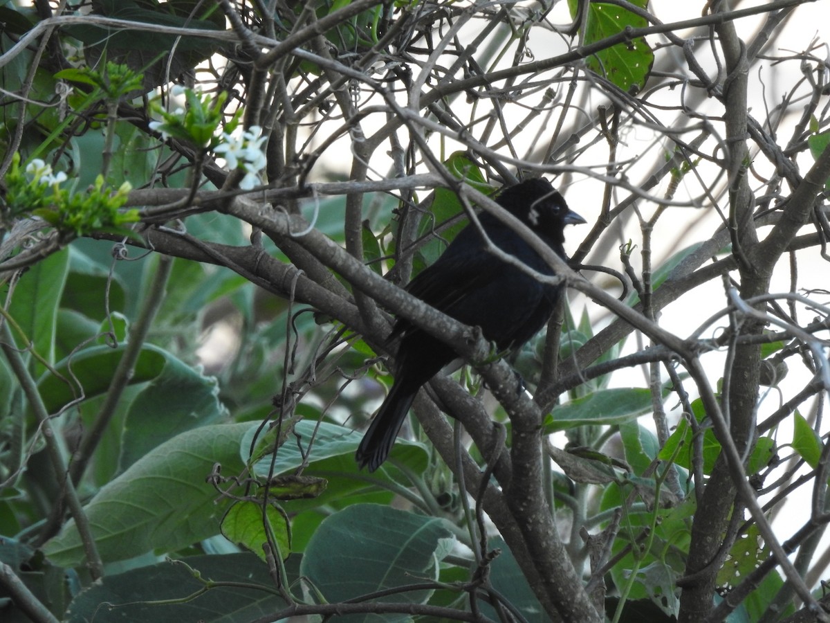 Ruby-crowned Tanager - ML643924361