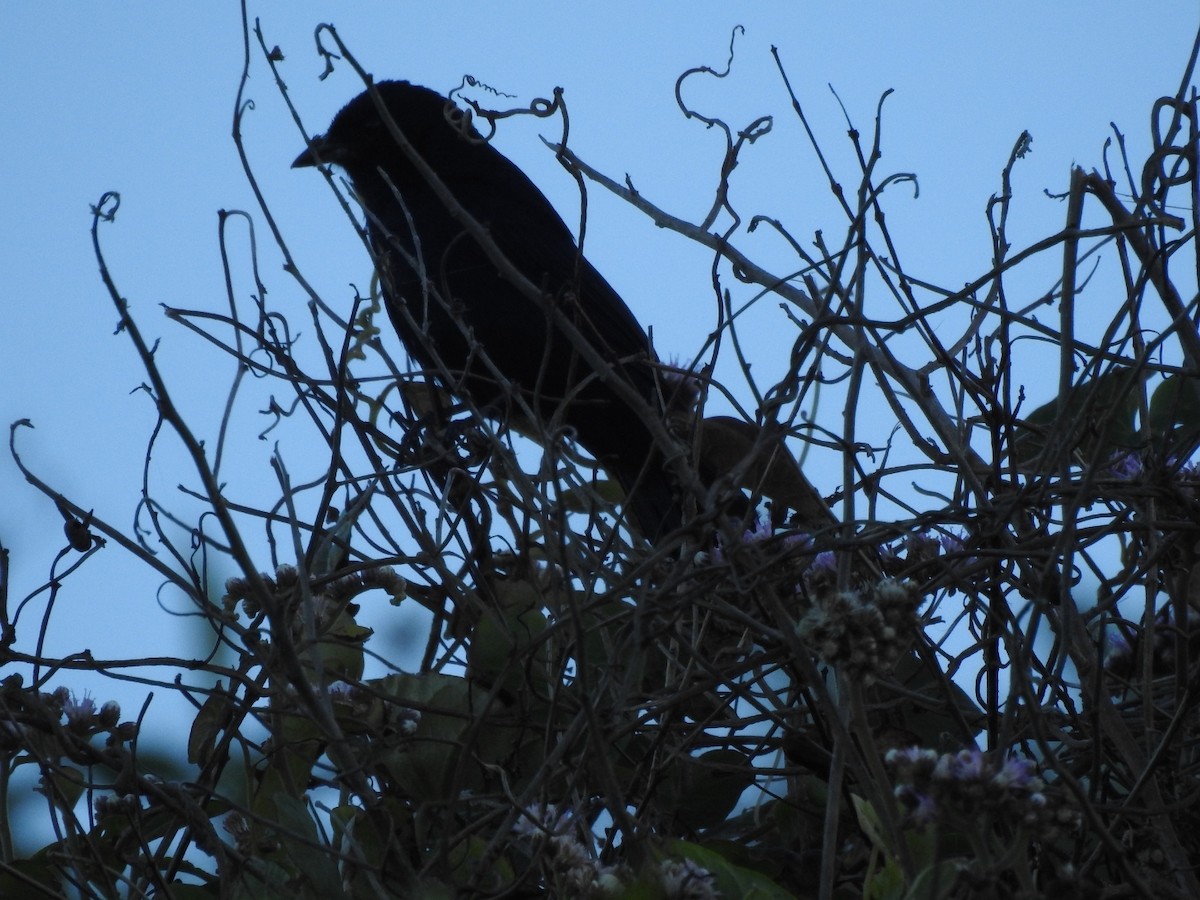 Ruby-crowned Tanager - ML643924362