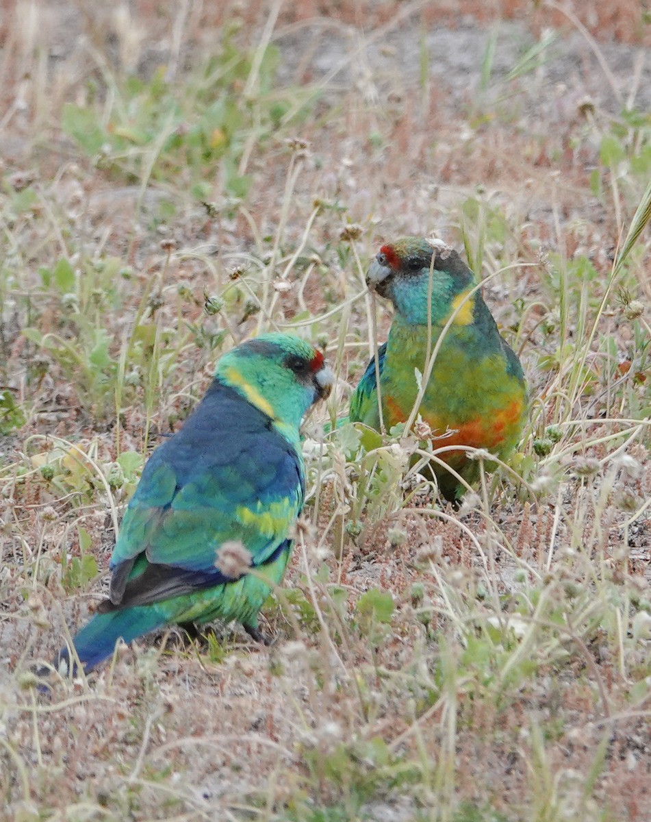 コダイマキエインコ - ML643924370