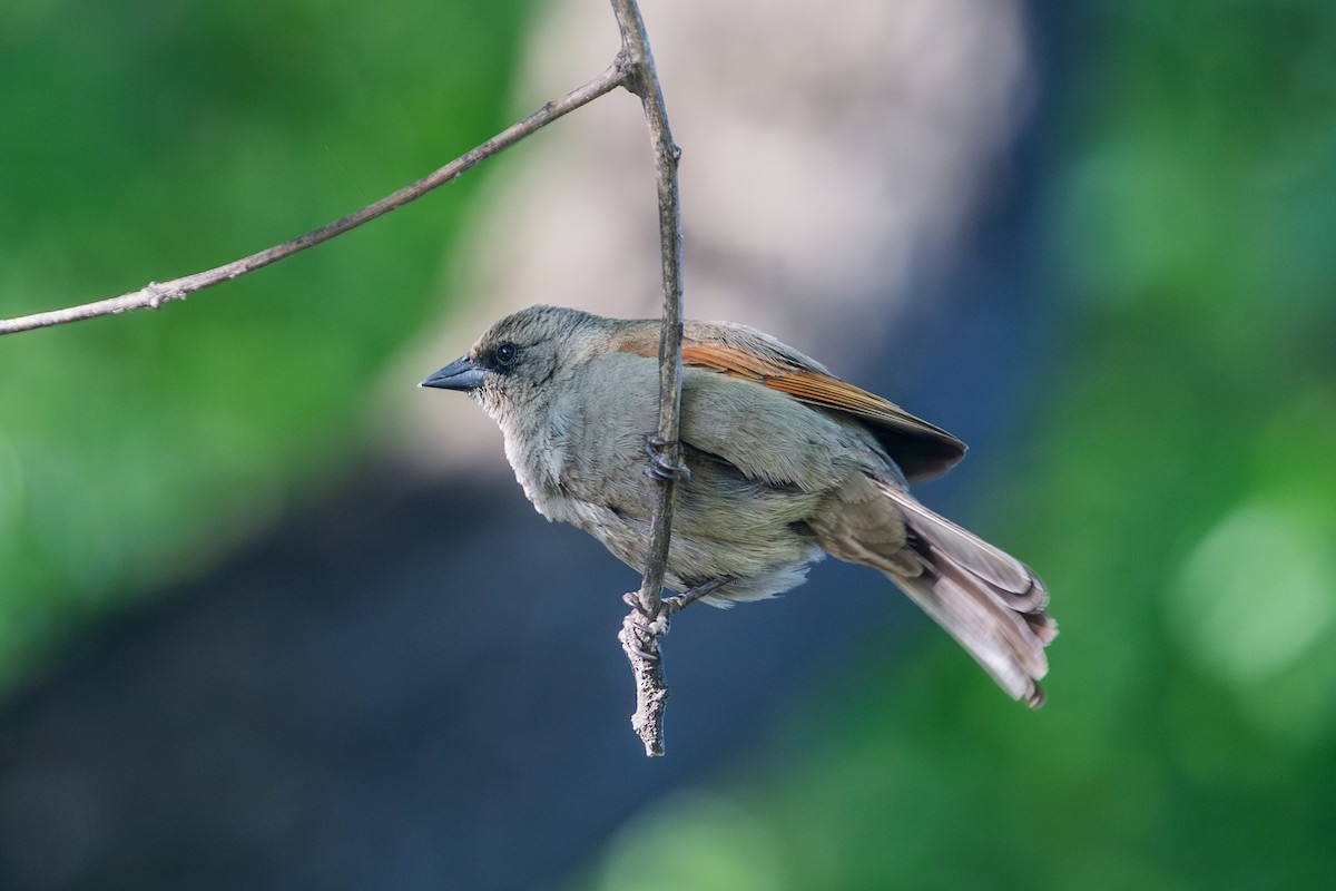 Grayish Baywing - ML643924396