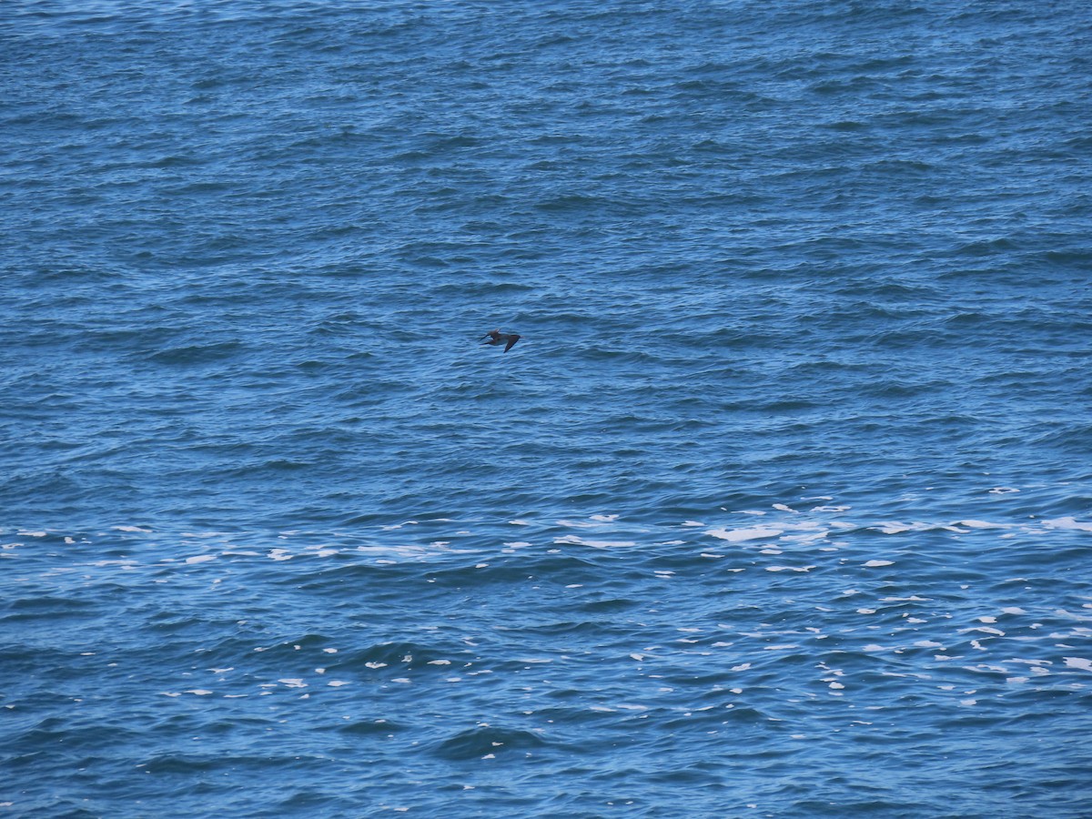 Brown Booby - ML643924412
