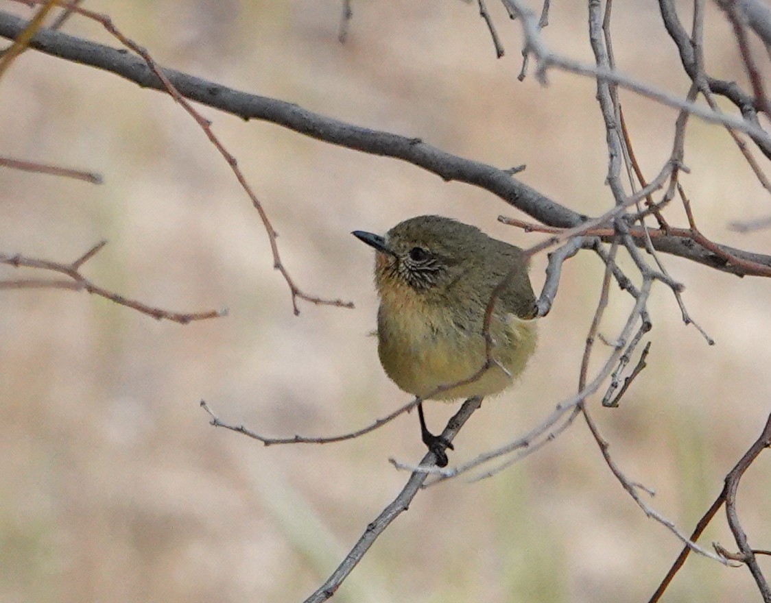 Yellow Thornbill - ML643924431