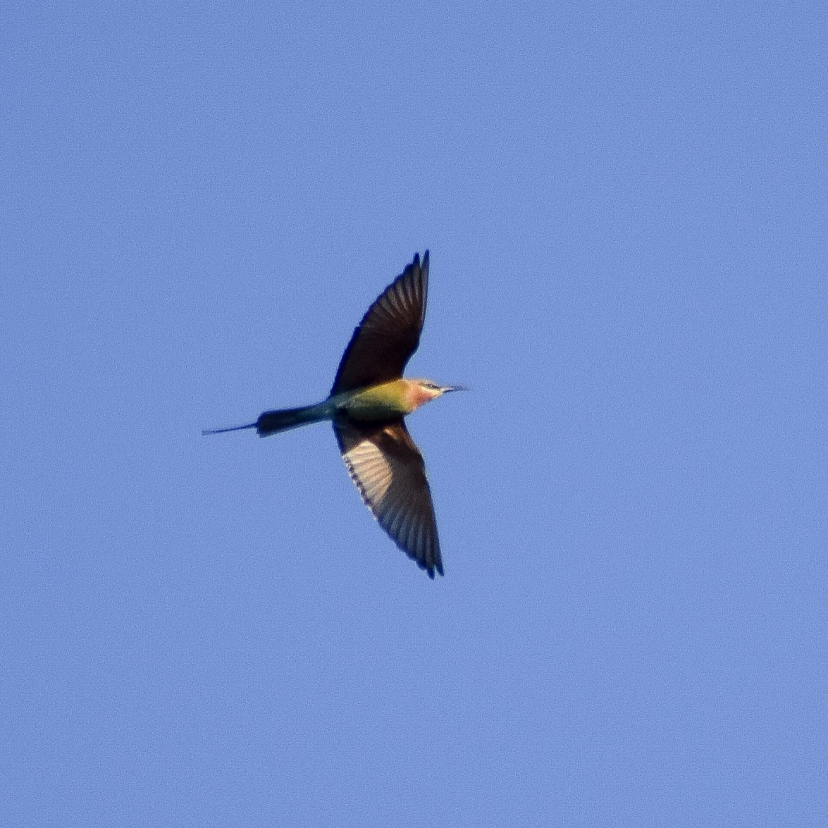 Blue-tailed Bee-eater - ML643924439