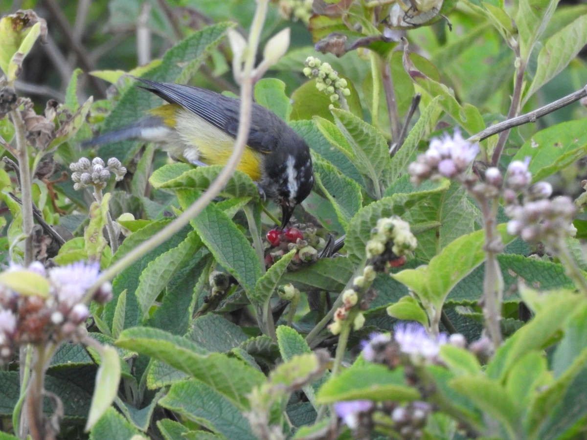 Bananaquit - ML643924458