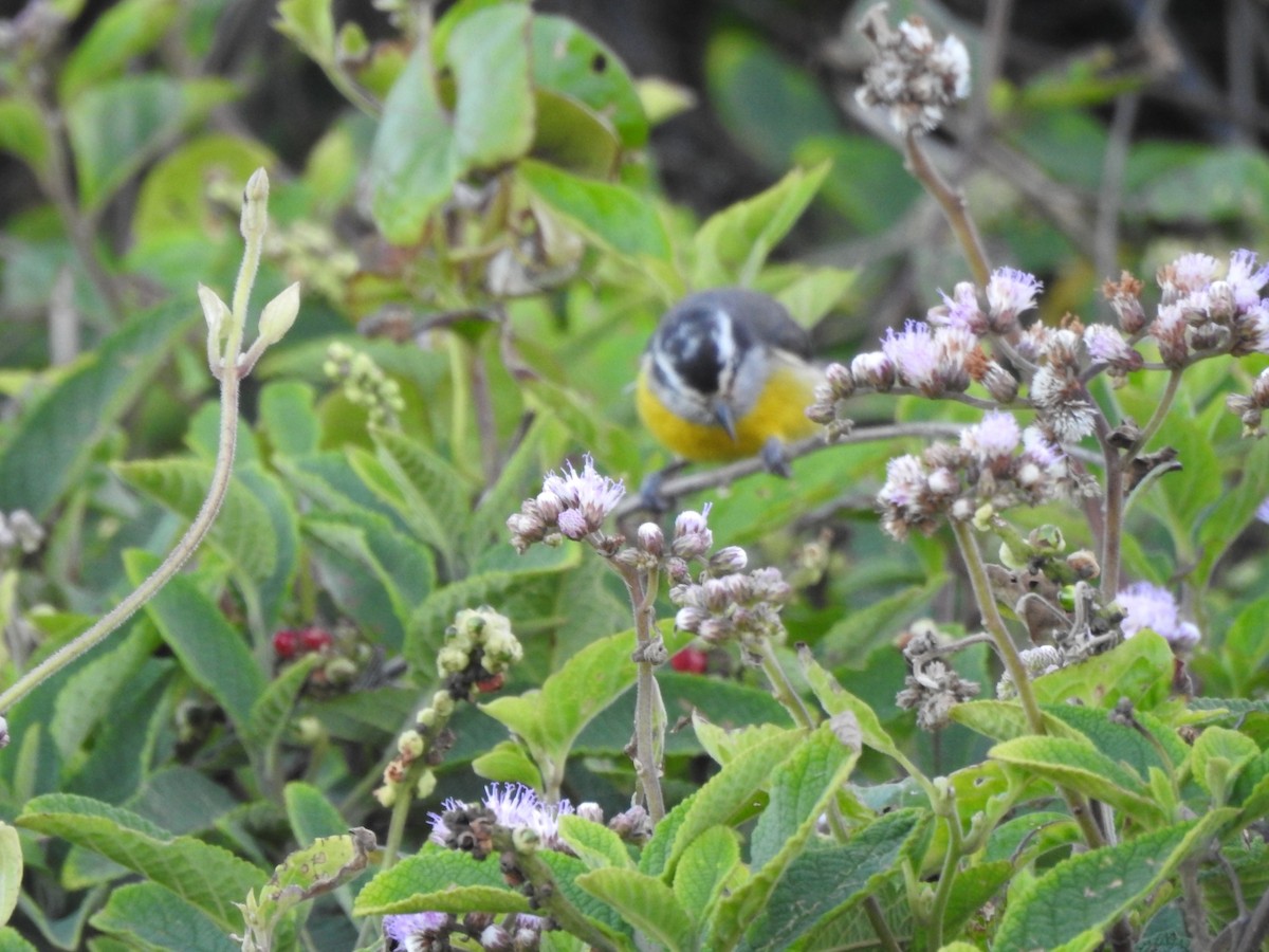 Bananaquit - ML643924459