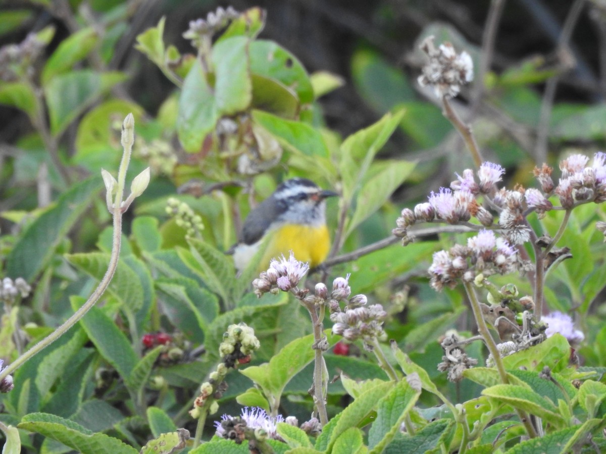 Bananaquit - ML643924460