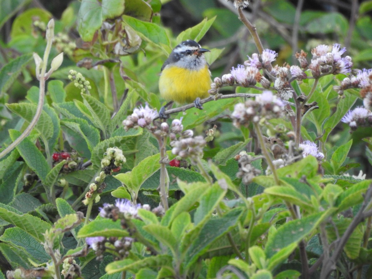 Bananaquit - ML643924461