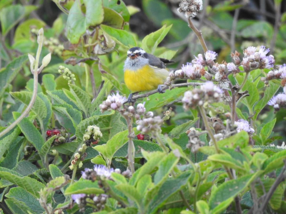 Bananaquit - ML643924462