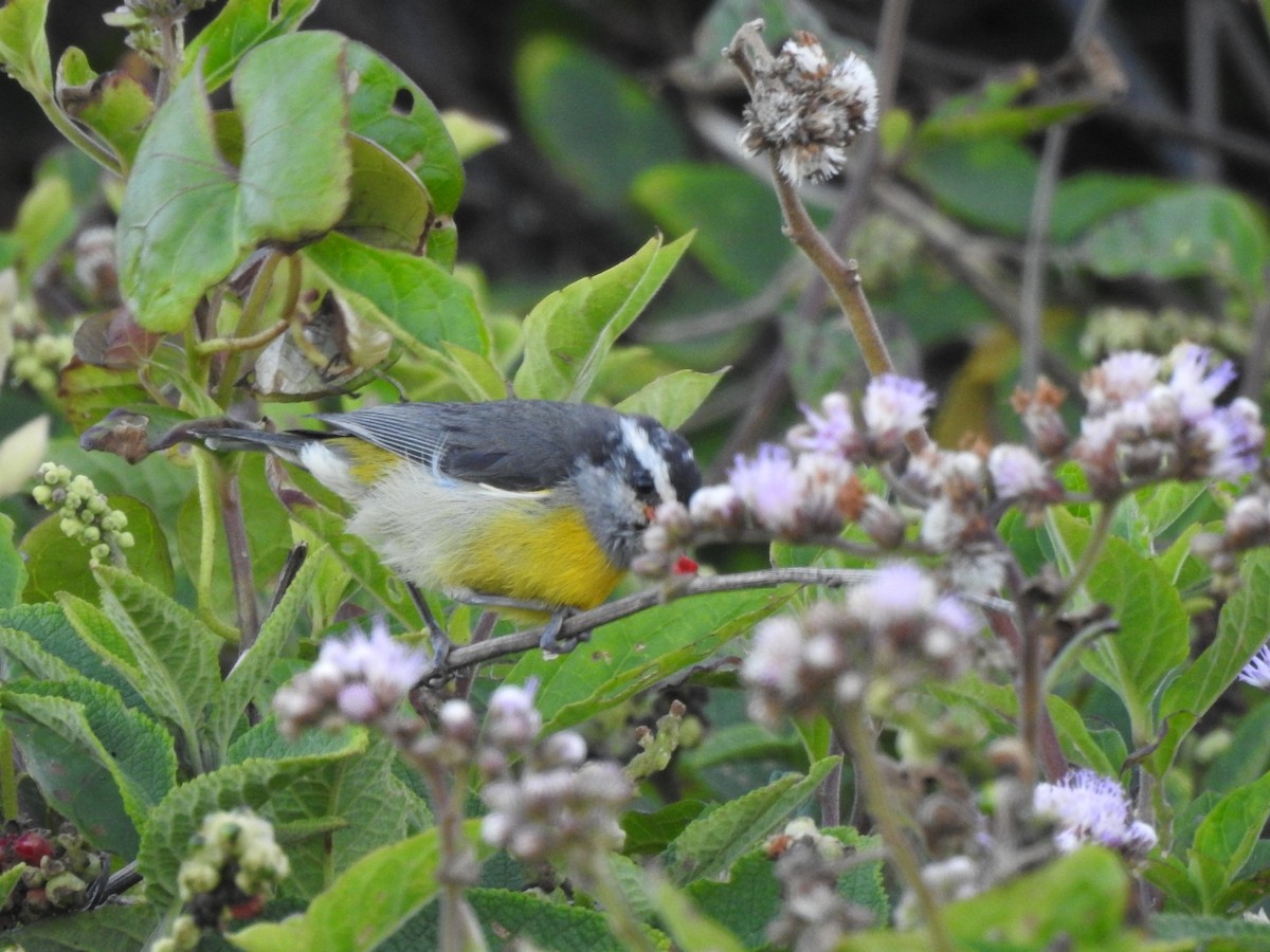Bananaquit - ML643924463