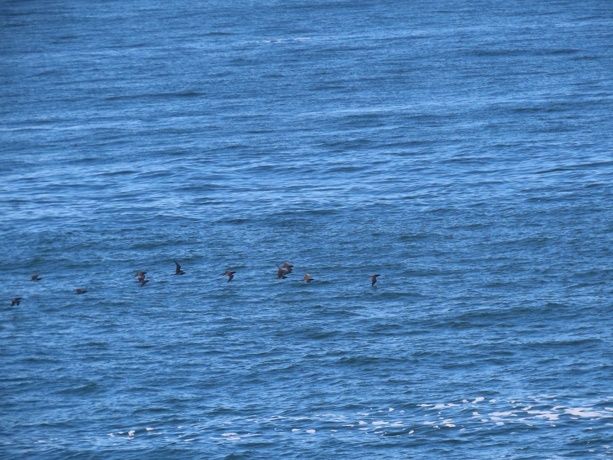 Brown Booby - ML643924484