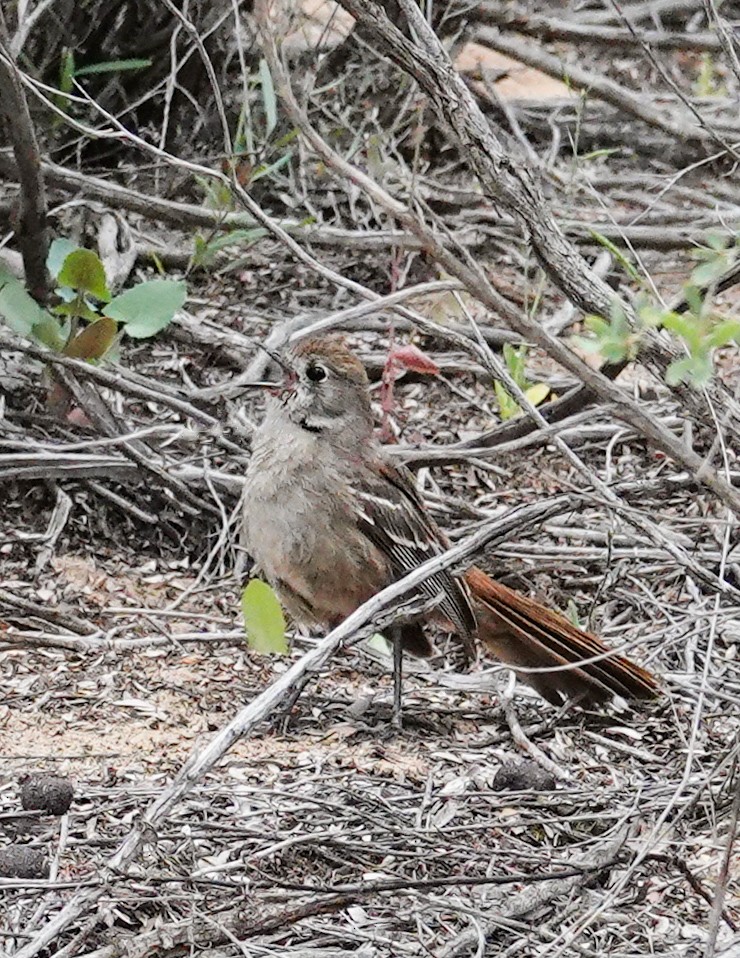 Southern Scrub-Robin - ML643924502