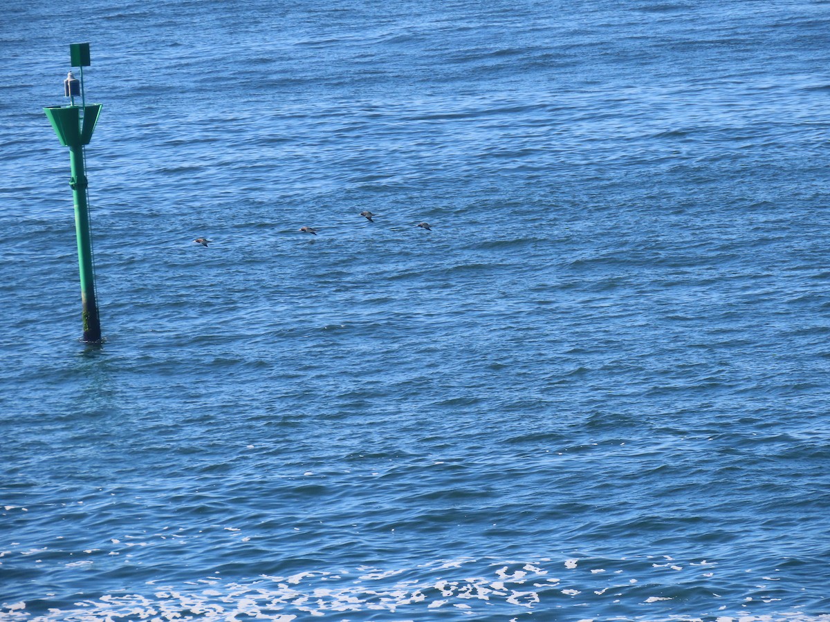 Brown Booby - ML643924523