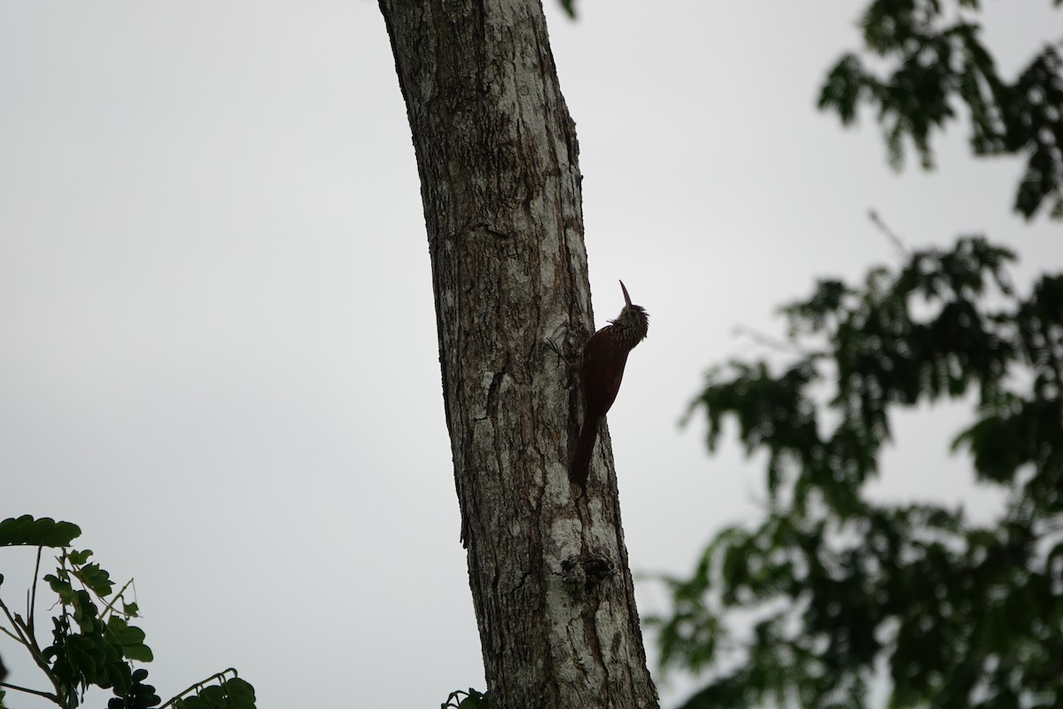 Streak-headed Woodcreeper - ML643924527