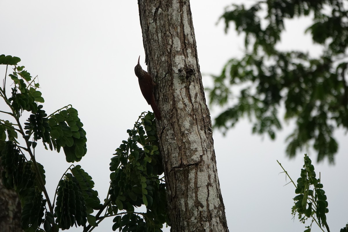 Streak-headed Woodcreeper - ML643924528