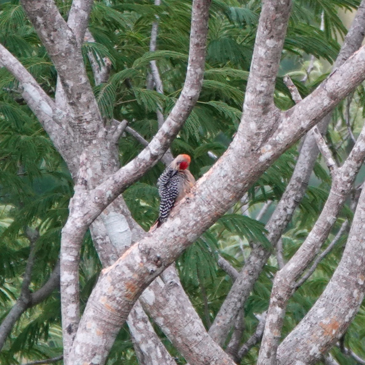 Hoffmann's Woodpecker - ML643924530