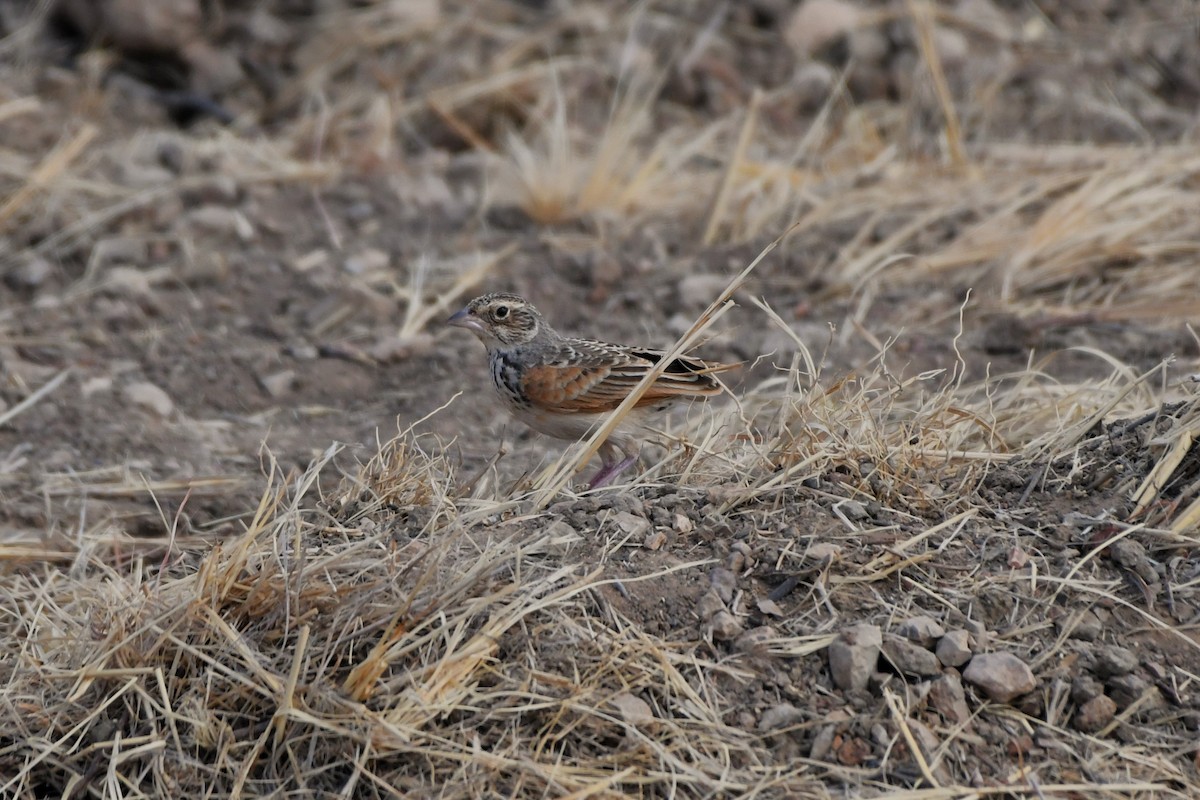 Singing Bushlark (Australasian) - ML643924538