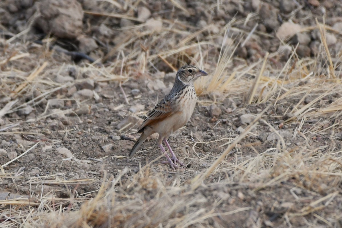 Singing Bushlark (Australasian) - ML643924539