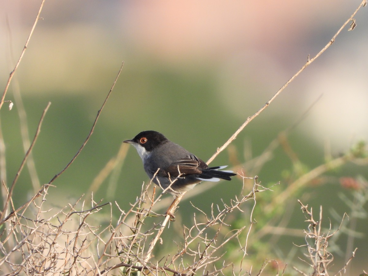 Sardinian Warbler - ML643924540