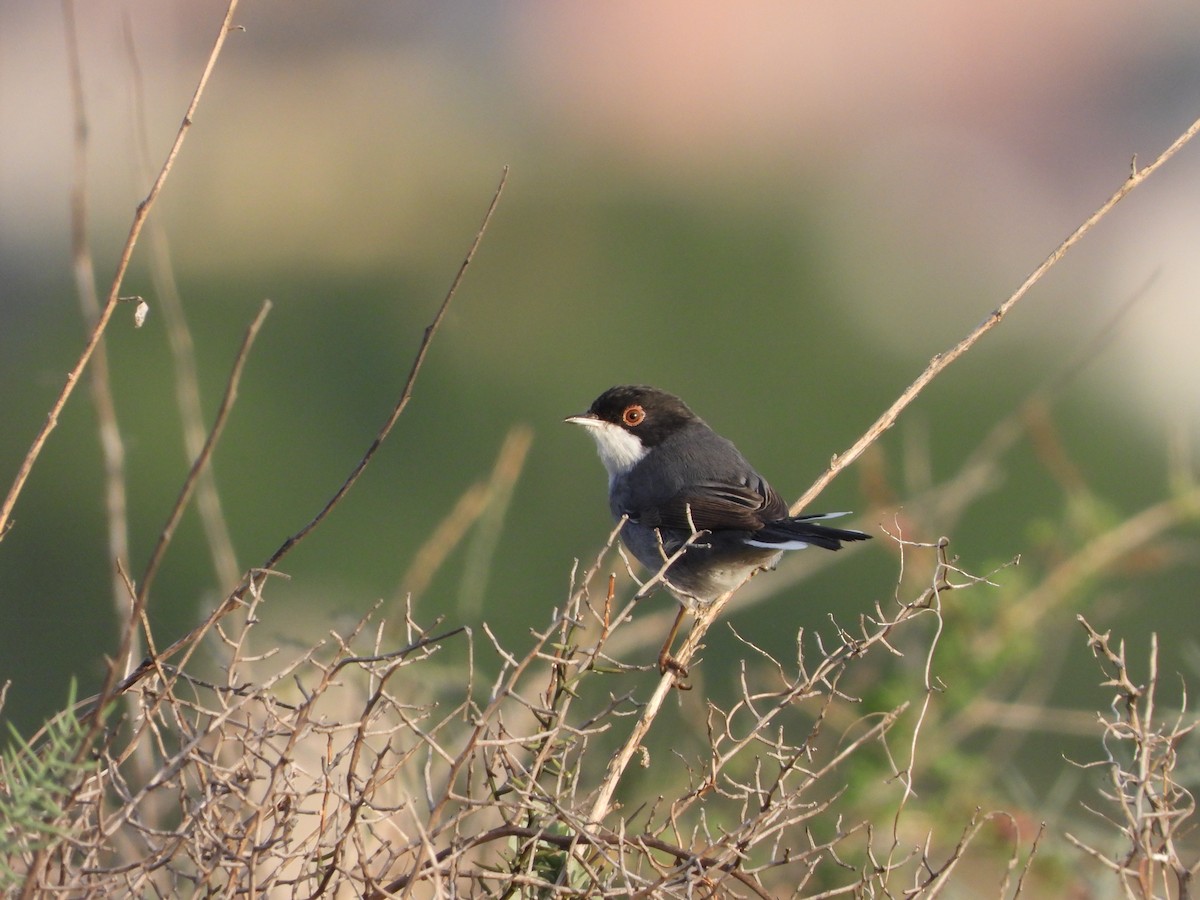 Sardinian Warbler - ML643924550