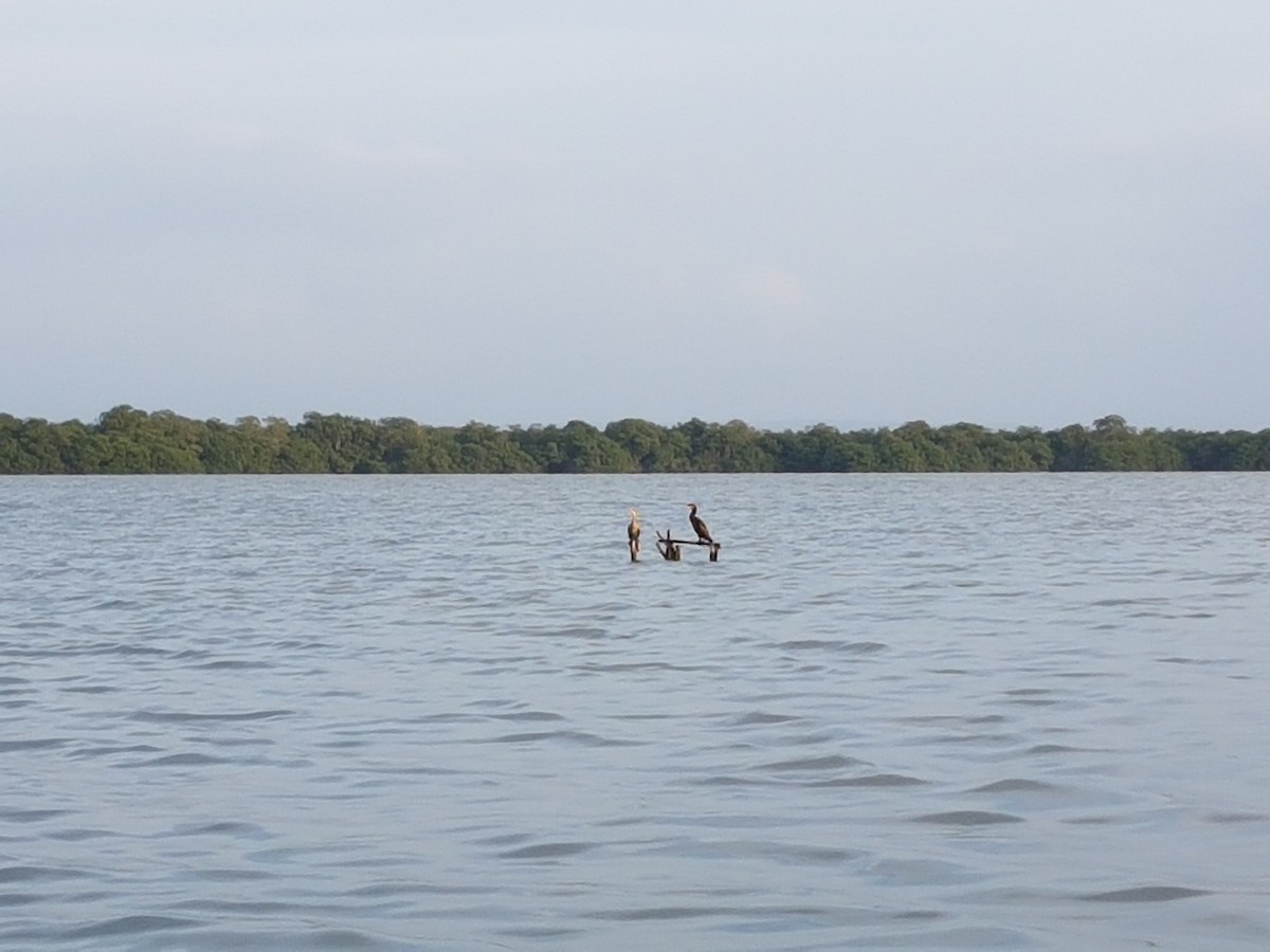 Cormorán Biguá - ML643924561