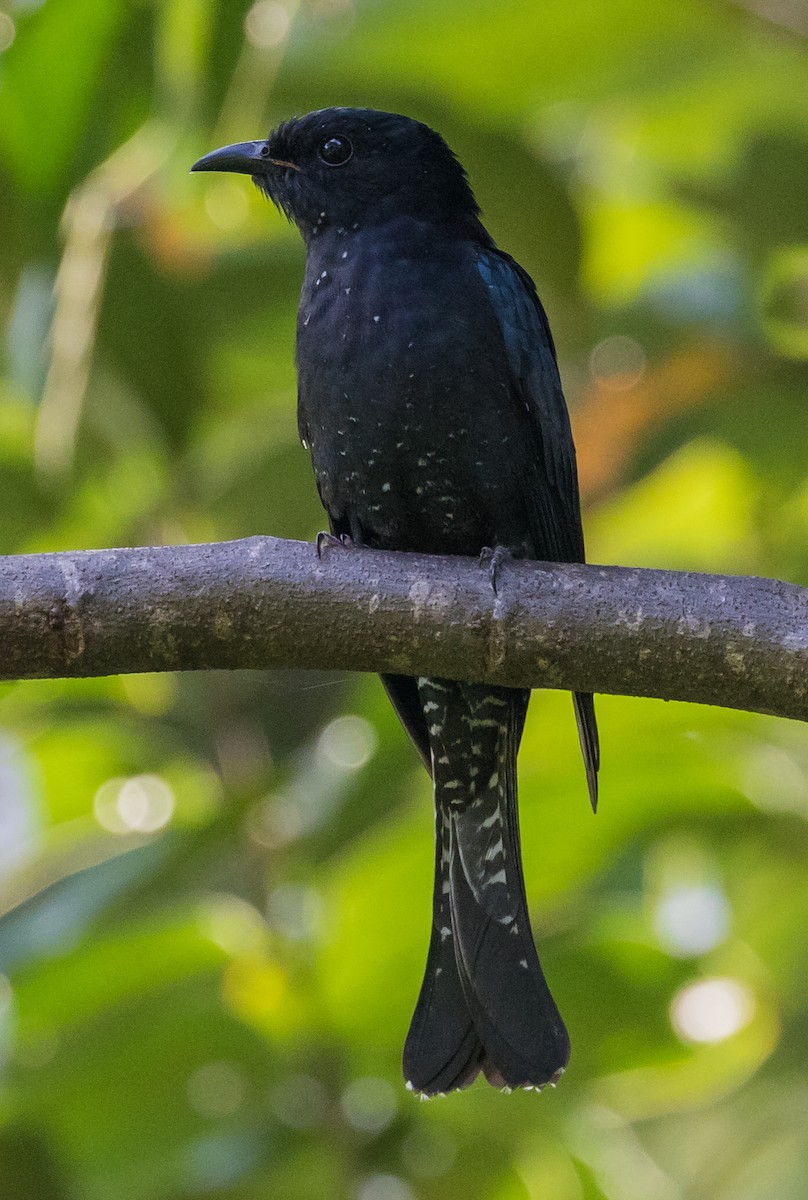 Square-tailed Drongo-Cuckoo - ML643924578