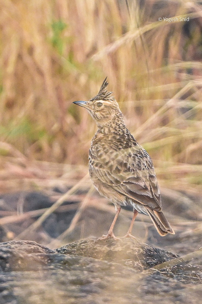 Malabar Lark - ML643924581