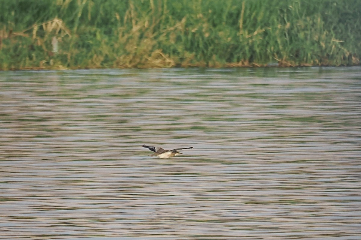 Лежень річковий - ML643924599