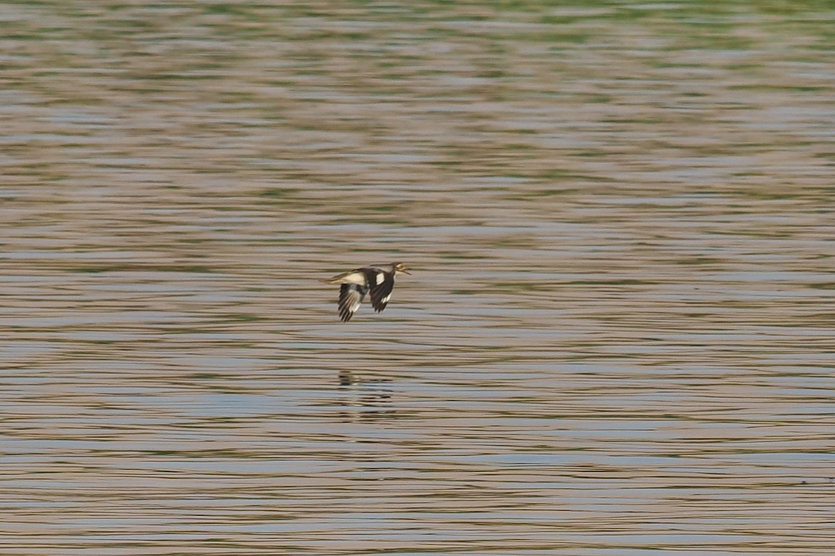 Лежень річковий - ML643924600