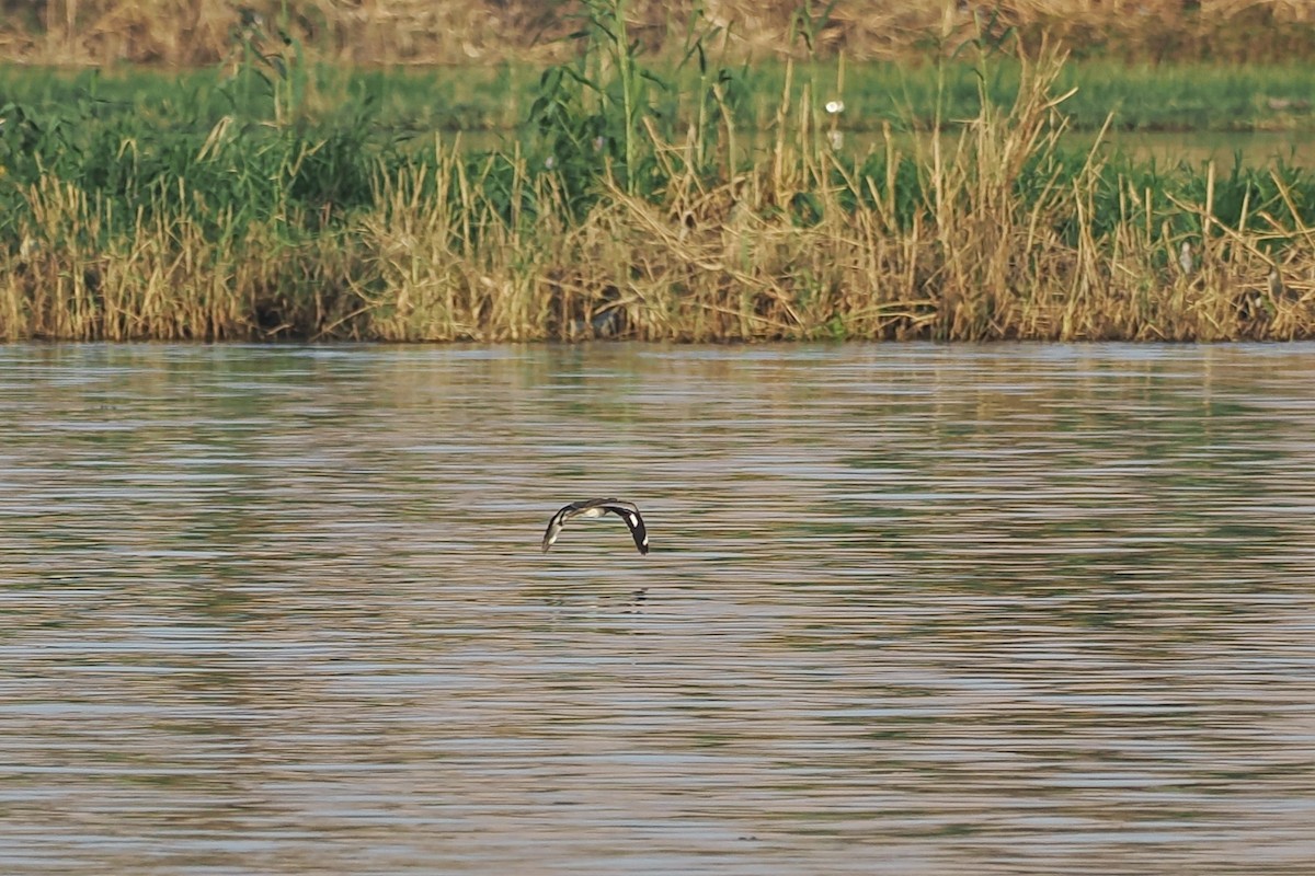 Лежень річковий - ML643924601