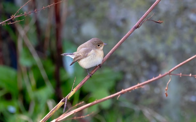 Red-breasted Flycatcher - ML643924608