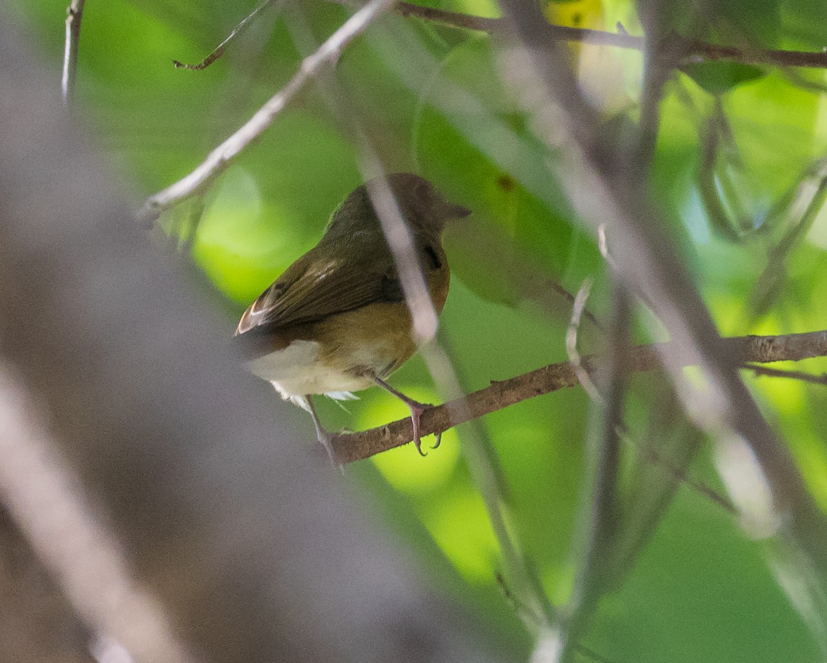 Hill Blue Flycatcher - ML643924609