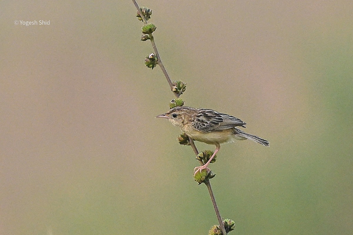 Zitting Cisticola - ML643924610