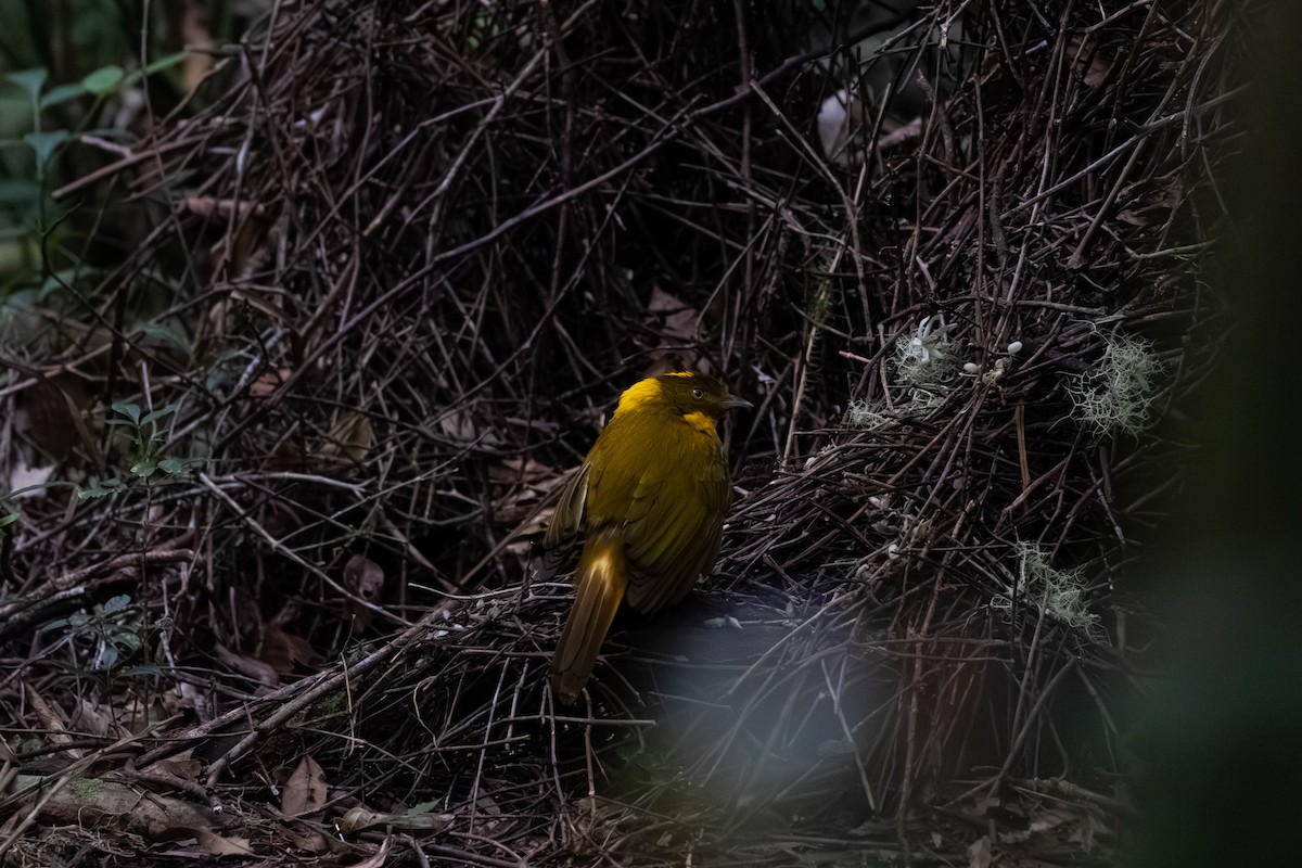 Golden Bowerbird - ML643924632
