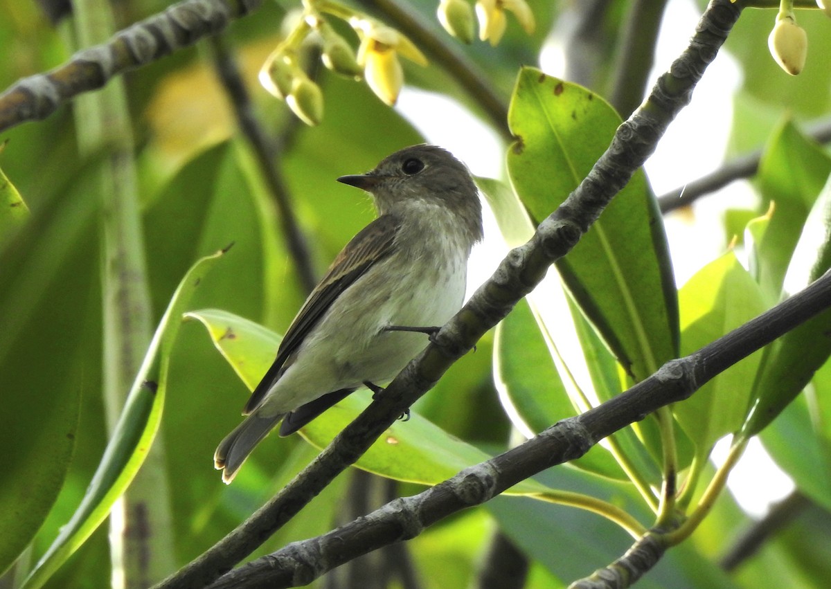 Brown-streaked Flycatcher - ML643924653